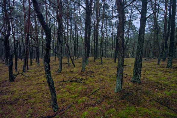 The forest at the end of November, twisted strange trees, twilight.