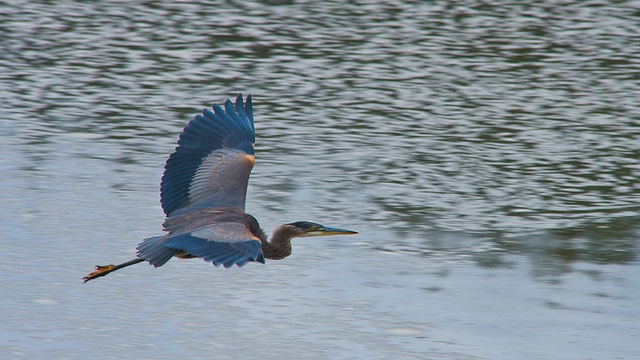 Flight of the blue heron #heron #blueheron #nature #naturephotography #photo #photography #seattle 