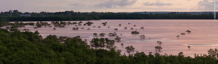 A wide panorama of the exposed mud and sand flats of Nightcliff bay at low tide. The shiny, rippled surface of the flat in the low evening light makes it quite difficult to tell from water, but the fully exposed mangroves dotting the bay tell the story.