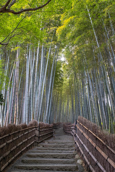 A path leading through the Sagano Bamboo Forest in Kyoto, Japan