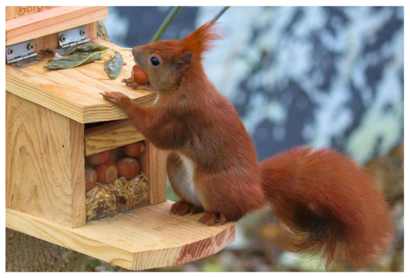Ein rotes Eichhörnchen, was sich mit einer Nuss im Mund auf einem Futterhaus abstützt.