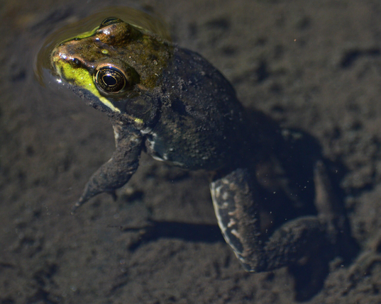 A photo of a frog floating at the surface of shallow water.