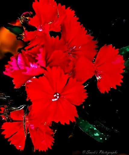 "A cluster of Chinese pinks bursts forth in radiant red, their serrated petals flaring like tiny flames against a backdrop of deep shadow. Each bloom is a star-shaped flare, edged with delicate notches that catch the light like embroidery. The red is not uniform—it pulses with subtle gradients, from crimson to scarlet, as if the flowers are breathing in color.

Nestled among the blossoms are slender green leaves, their cool tones offering a quiet contrast to the fiery petals. The darkness behind them—velvety and unbroken—serves as a canvas, amplifying the vividness of each bloom and giving the composition a sense of intimacy and drama. The flowers seem to hover in the foreground, luminous and alive, like a ceremonial offering held out to the viewer.

The image is tightly framed, focusing on texture and color rather than landscape. It feels like a portrait of floral fire—each petal a brushstroke, each bloom a witness. In the bottom corner, the signature “© Swede’s Photographs” anchors the image as a moment of reverent observation." - Microsoft Copilot
