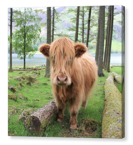 Colour photograph of a highland cow in a woodland setting.  The image is shown printed upon a block canvas.