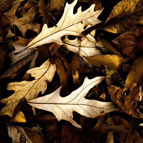 A close-up photograph of a dark, earthy pile of fallen autumn leaves, featuring three prominently highlighted, dried oak leaves with pale yellow-white undersides.