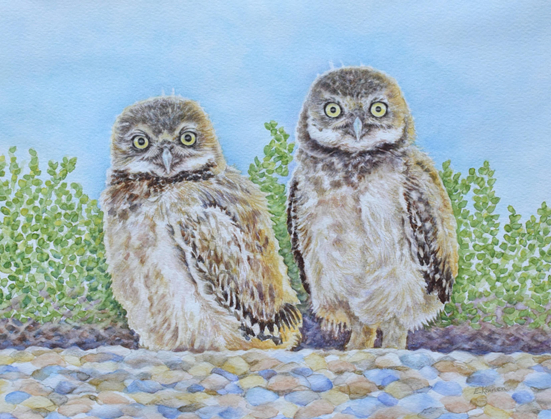 Watercolor painting of two burrowing owlets.