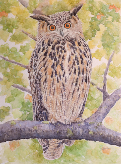 Watercolor painting of Flaco, the Eurasian eagle owl.