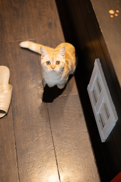 Tiny orange cat named mango!