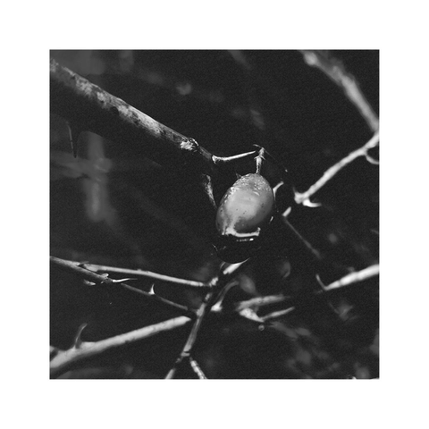 a rather dark square black and white macro image showing a single rose hip with some blurry branches