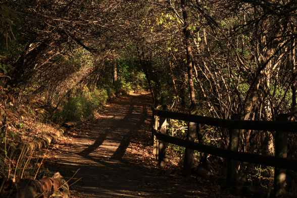 This is a landscape format photo of an accessible hiking trail that goes through a forested area. Younger trees line both sides of the trail; however, they still form an arch over the trail from one side to the other.  As this is an autumn season photo, most of the leaves have fallen and can be seen on the ground. The frame is completely filled by this scene in the woods, with no trace of the sky being visible.  The trail has a short wooden fence/guardrail on the right side which casts a strong shadow on the trail's surface. This image portrays a "tangly" vibe due the many overhead branches that create a "tunnel effect" as you look along the trail.