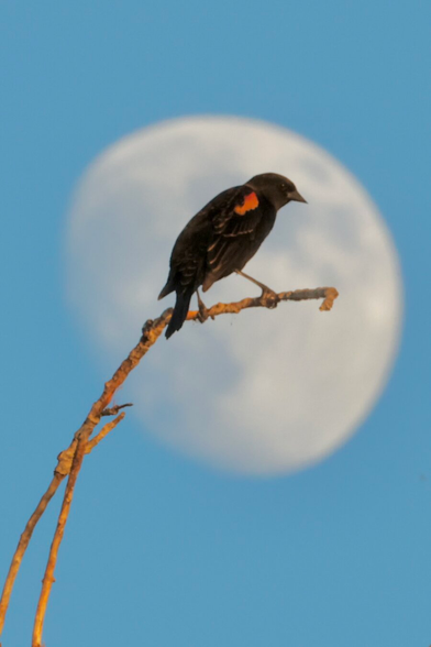 a black bird with red highlights perches on a branch in front of today’s nearly full Moon.
