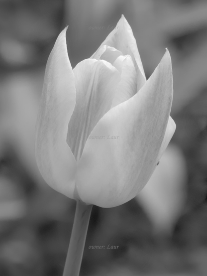 Flower, closeup, black and white, photo