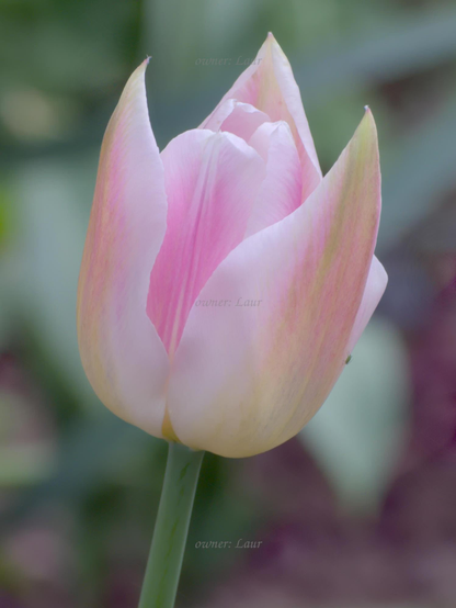 Flower, closeup, color, photo