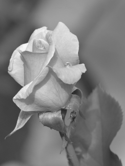 Rose, drops, closeup, black and white, photo