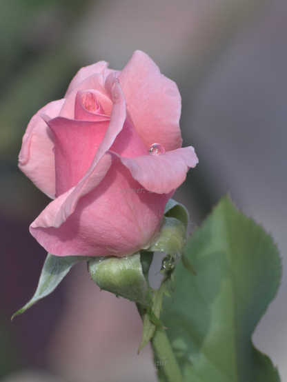 Rose, drops, closeup, color, photo