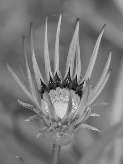Flower, closeup, black and white, photo