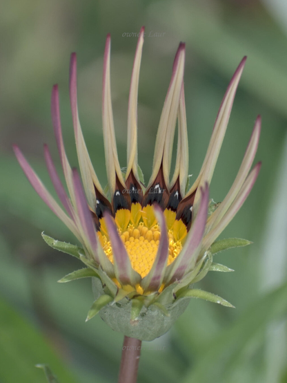 Flower, closeup, color, photo