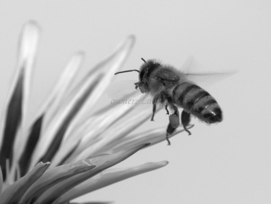 Bee, closeup, black and white, photo