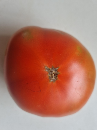 A large red tomato picked today. It's summertime!