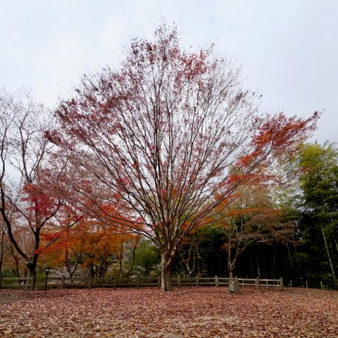 A remote view across a clearing in a park with a low wooden fence and bamboo grove to the right form the backdrop to a gorgeously proportioned Maple tree. Its fan of branches approaching the end of their autumnal display seem to sway gently. Most of its russet leaves carpet the floor.