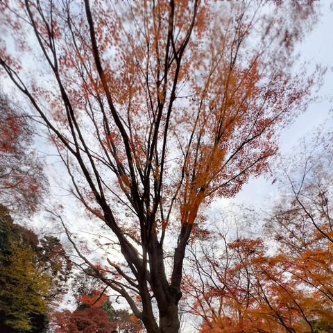 All three shots are cropped in a square format. This one is a detail of the branches and leaves and was taken with iOS app, Spectre made by the people who produced Halide. Spectre allows you to hand hold a shot, if you are steady for up to 30 seconds and produces interesting blur using background wizardry.
Here, the trunk and branches trace sharp, inky streaks across the frame but the leaves are an impressionistic sweep of clarity and smudge.
