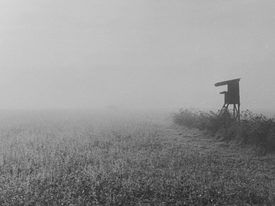 a black and white image of a lonesome deerstand at the side of a field