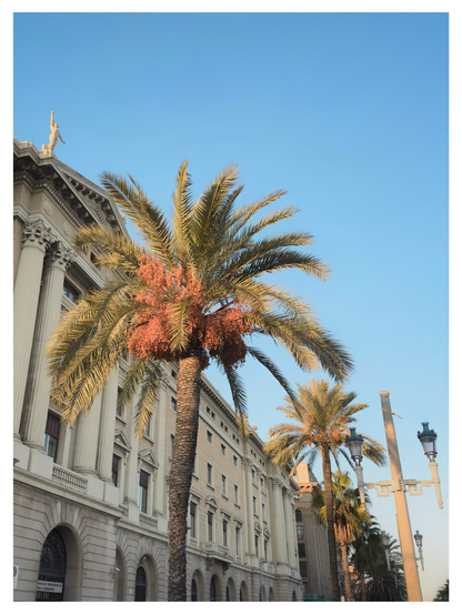 Tall palm trees with dense clusters of orange-red dates rise in front of an elegant neoclassical building in Barcelona. The façade features columns, arches, and decorative sculptures, including a statue on the rooftop. Warm sunlight illuminates the palms against a clear blue sky, creating a bright, summery atmosphere.