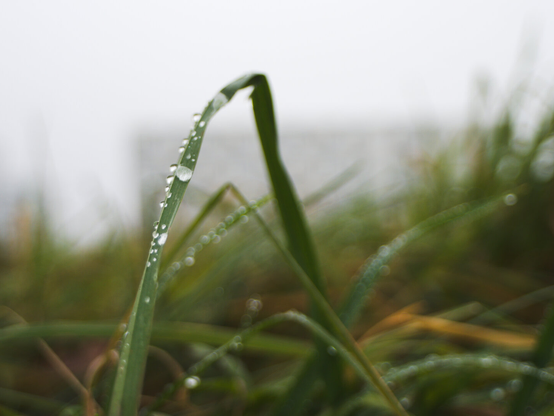 Whater droplets in a mellow