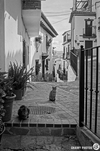 A narrow cobblestone street in a whitewashed village features two cats resting. One cat sits upright in the foreground, while another relaxes on the steps near potted plants, all framed by charming architecture and a peaceful atmosphere.