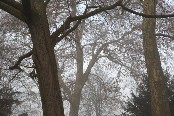 Ein Foto. Eine Stückchen Wald im Nebel