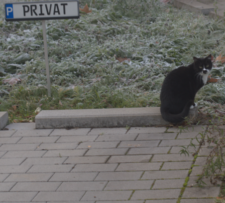 Ein Foto. Eine schwarze Katze auf einem Parkplatz