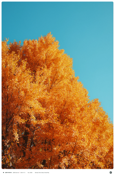 구름 한 점 없는 하늘 아래로, 비현실적으로 빛나는 노란 은행나무의 모습.