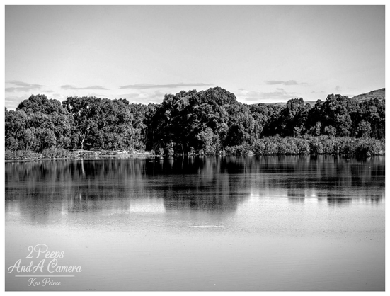 A dramatic black and white photograph of the Orroroo Weir. A dense, dark line of trees and foliage dominates the horizon, perfectly reflected on the still surface of the water below, creating a powerful monochromatic scene.