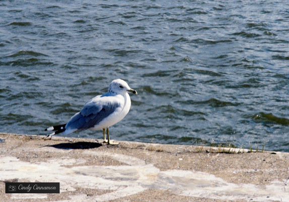 Goéland sur le quai. Photographie par Cindy Cinnamon 