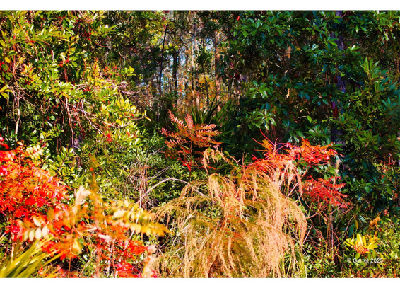 Lush foliage in vibrant hues of red, green, and orange, capturing the essence of a dense, sunlit forest. The scene feels lively and serene.