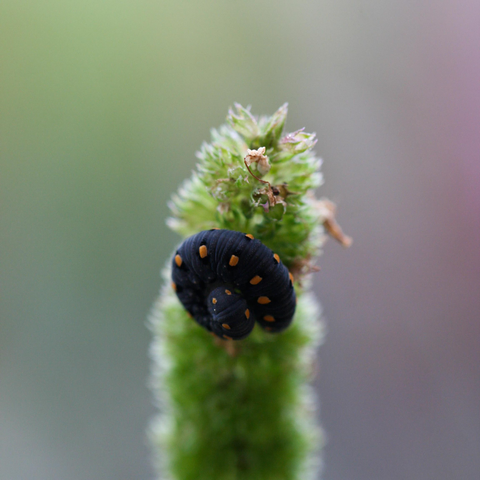 A dark blue larva with orange spots on a green plant stem.
