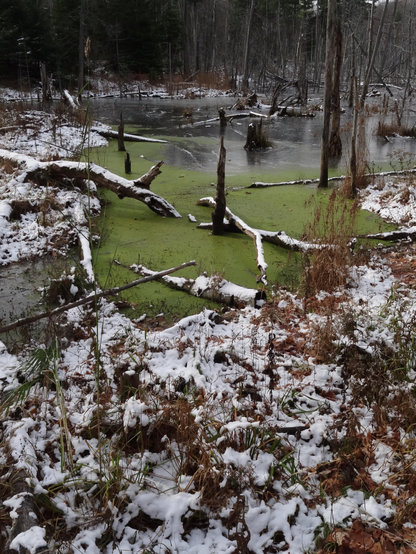 A lightly snow covered marshy area in the winter with the dead brown stalks of plants and brown tree stumps contrasting with the white. The foreground section of the small marsh is a striking bright green.