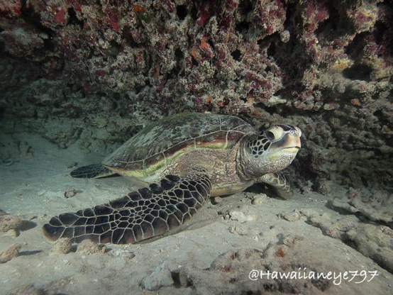 A sea turtle rests on a sandy ocean floor. It has flattened fins, a rounded head and a smooth carapace.