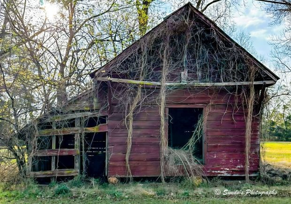 The Barn That Time Forgot

"An old wooden barn stands in quiet surrender to time. Its steeply pitched roof, once proud, now bows slightly under the weight of years. The red paint on its plank walls has faded to a weary blush, peeling in long, curling strips like forgotten parchment. Vines creep up the sides, nature’s slow reclamation wrapping the structure in green tendrils. Two yawning openings—one at the front, one on the side—reveal a dark, hollow interior, where scattered hay lies like the remnants of a bygone ritual.

The barn is nestled in a field of dry grass, ringed by leafless trees whose bare limbs reach skyward like skeletal witnesses. Sunlight filters through the branches, casting a soft, golden glow that touches the barn’s weathered face with unexpected grace. The air feels still, as if holding its breath in reverence. This is not ruin—it is a resting place, a shrine to labor long ceased, and to the quiet persistence of the earth." - Microsoft Copilot