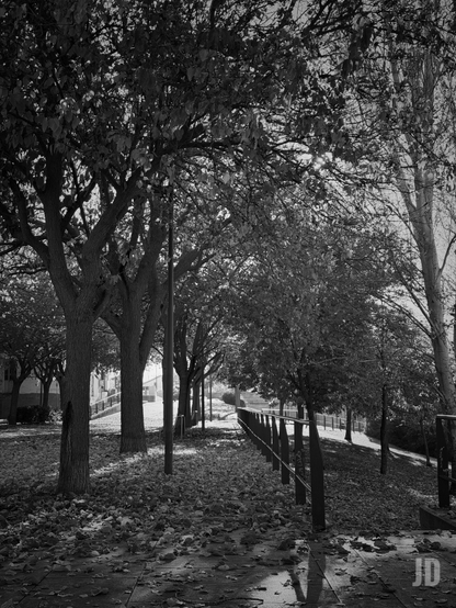Fotografía en blanco y negro de un sendero arbolado en otoño. El suelo está cubierto de una densa capa de hojas secas caídas, con reflejos de luz que indican humedad en el camino de losas en primer plano. A la izquierda, una hilera de árboles maduros con troncos oscuros y copas frondosas proyecta largas sombras, con postes de luz intercalados entre ellos. A la derecha, una barandilla metálica oscura con postes verticales bordea un sendero que desciende suavemente, flanqueado por más árboles, algunos con menos follaje. La luz del sol se filtra intensamente a través de las copas de los árboles, creando marcados contrastes y destellos brillantes. Al fondo a la izquierda, se vislumbran edificios entre los árboles.