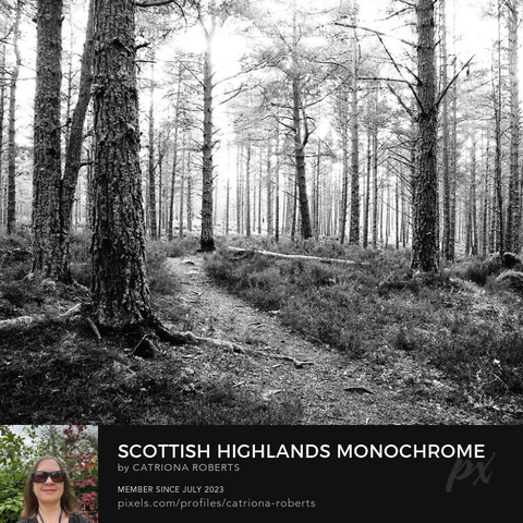 Black and white photograph featuring the design – 

Scottish Highlands Monochrome Forest Trail.

I took this photo ( using a monochrome photographic filter which gives a grainy effect when enlarged) during a lovely autumnal nature walk through the Scottish Highlands. 

Features tall Pine trees with textured bark creating an inviting scene. 

A narrow path meanders through the undergrowth, leading deeper into the forest.

Click links on the main post for options.
