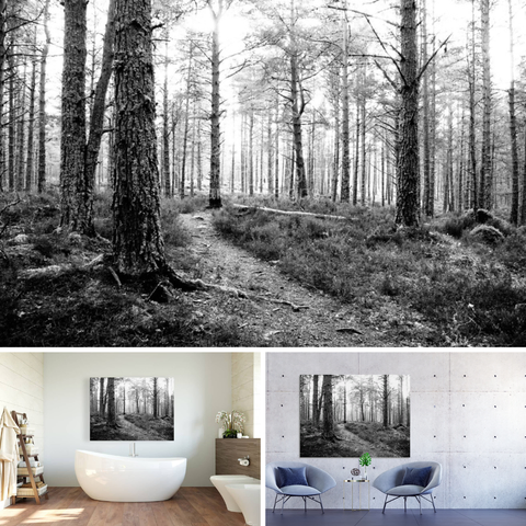 Above Black and white photograph featuring the design –

Scottish Highlands Monochrome Forest Trail.

Lower left design on a Canvas Print on a bathroom wall. 

Lower right design on a Canvas Print on a wall above two chairs.

I took this photo ( using a monochrome photographic filter which gives a grainy effect when enlarged) during a lovely autumnal nature walk through the Scottish Highlands. 

Features tall Pine trees with textured bark creating an inviting scene.

A narrow path meanders through the undergrowth, leading deeper into the forest. 

Mockups combined in a grid format in canva.com

Click links on the main post for options.
