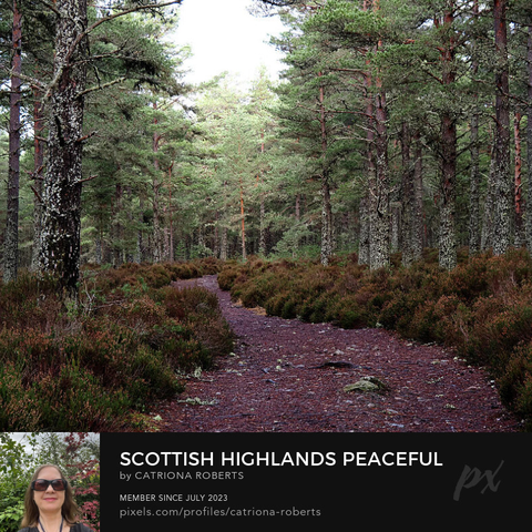 Coloured photograph featuring the design- 

Scottish Highlands Peaceful Trail.

I took this photo during an autumnal walk through the Scottish Highlands. 

Features a single tracking winding through an abundant Pine forest filled with tall trees. 

The scene is peaceful, with soft light filtering through the canopy above.

Click links on the main post for options.

