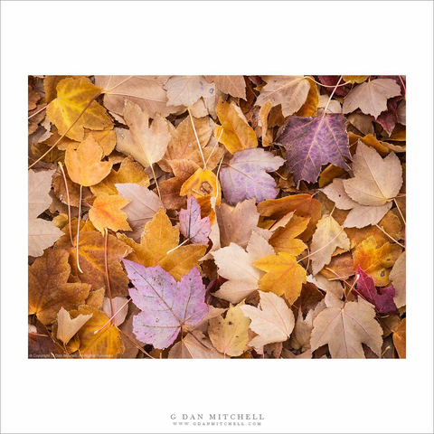 Pile of autumn leaves