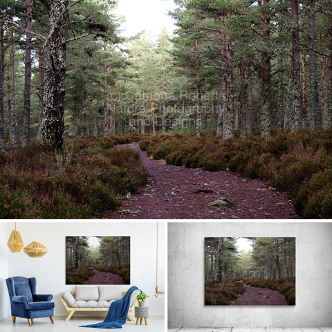 Coloured photograph featuring the design- 

Scottish Highlands Peaceful Trail.

I took this photo during an autumnal walk through the Scottish Highlands. 

Features a single tracking winding through an abundant Pine forest filled with tall trees. 

The scene is peaceful, with soft light filtering through the canopy above. 

Mockups combined in a grid format in canva.com 

Click links on the main post for options.
