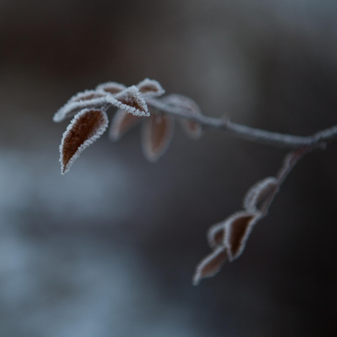 Frost-covered leaves on a branch against a blurred background.