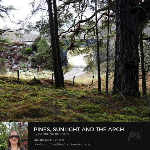 Coloured  photograph featuring the design- 

Pines, Sunlight and the Arch.

I took this photo during a lovely autumnal nature walk through the Scottish Highlands. 

Features a Pine forest with tall trees illuminated by soft sunlight.

The path in the background, under a railway bridge adds depth to the serene landscape.

Click links on the main post for options.