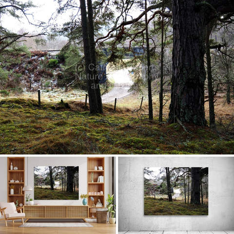 Above coloured photograph featuring the design- 

Pines, Sunlight and the Arch. 

Lower left design on a Canvas Print on a wall above a living room unit.

Lower right design on a Canvas Print on an exhibition wall.
I took this photo during a lovely autumnal nature walk through the Scottish Highlands. 

Features a Pine forest with tall trees illuminated by soft sunlight. 

The path in the background, under a railway bridge adds depth to the serene landscape

Mockups combined in a grid format in canva.com 

Click links on the main post for options.
