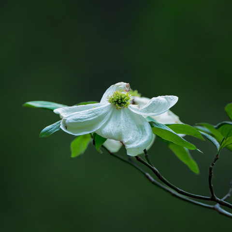 A close-up photograph of a single white dogwood blossom with a greenish-yellow center, set against a dark, blurred background of deep green foliage. The flower is beginning to wilt slightly, and is surrounded by bright green leaves on a thin branch.