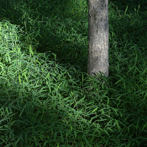 A photo of Japanese stiltgrass growing around the base of a small tree.